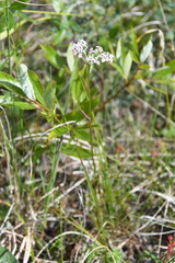 Ostericum tenuifolium