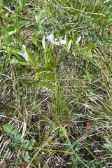 Ostericum tenuifolium