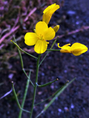 Brassica juncea