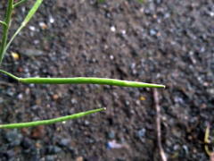 Brassica juncea