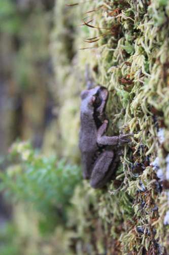 Cope’s Streamside Treefrog, Sarcohyla bistincta