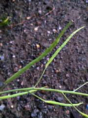 Brassica juncea