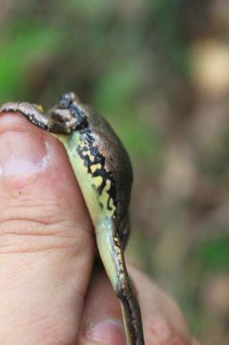 Cope’s Streamside Tree Frog