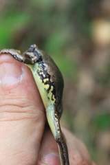 Cope's Streamside Treefrog photo 5