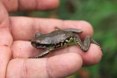 Cope's Streamside Treefrog photo 4