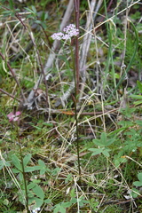 Ostericum tenuifolium