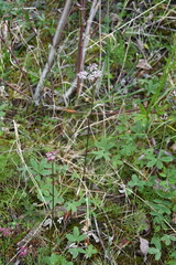 Ostericum tenuifolium