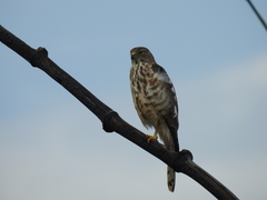 Accipiter badius