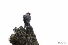 Gymnophaps albertisii