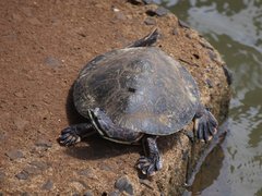 Phrynops williamsi