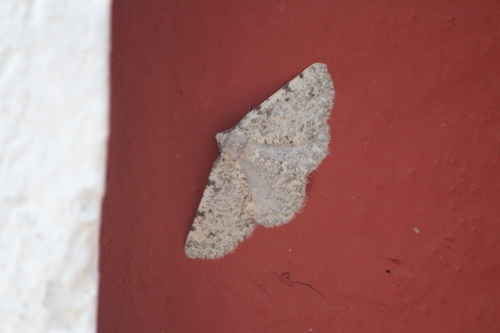 Meris paradoxa