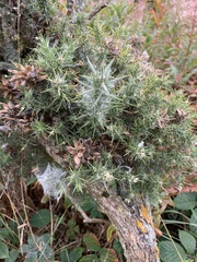 Tetranychus lintearius