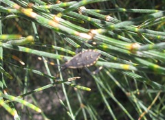 Gelonus tasmanicus