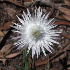 Xerochrysum papillosum