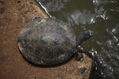 Phrynops williamsi