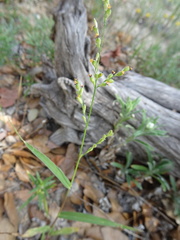 Urochloa arizonica