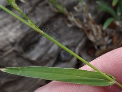 Urochloa arizonica