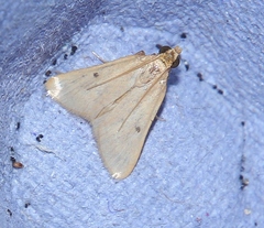 Maradana fuscolimbalis