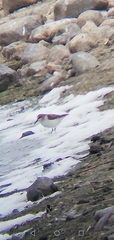 Calidris minuta
