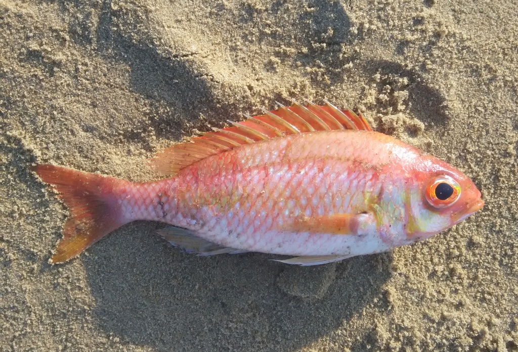 Rosy Dwarf Monocle Bream