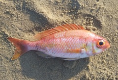 Parascolopsis akatamae