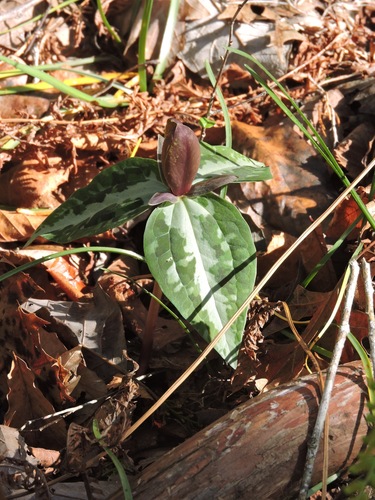 Trillium decipiens image