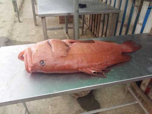 Grouper (Hyporthodus acanthistius) — Serranidae — 5