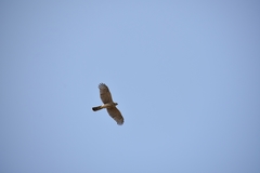 Accipiter striatus