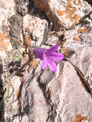 Campanula sibirica taurica