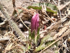 Campanula sibirica taurica