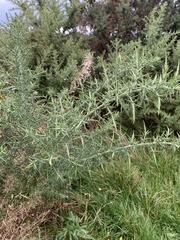 Tetranychus lintearius