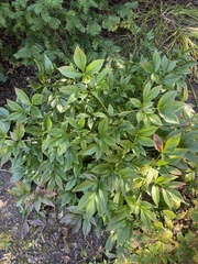 Magnoliopsida