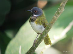 Apalis binotata