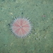 Fragile Sea Urchin - Photo (c) Jackson W.F. Chu, some rights reserved (CC BY-NC-SA), uploaded by Jackson W.F. Chu