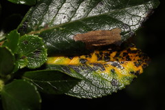 Mycosphaerella escalloniae