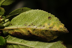 Mycosphaerella escalloniae