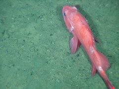 Shortraker Rockfish photo 3