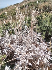 Cerastium biebersteinii