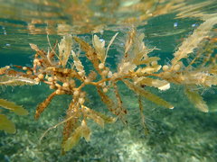 Sargassum natans