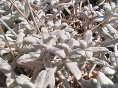 Cerastium biebersteinii