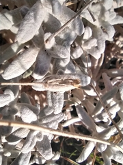 Cerastium biebersteinii