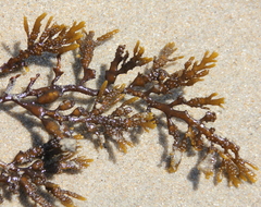 Stephanocystis