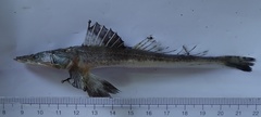 Grammoplites