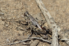 Oedaleonotus phryneicus