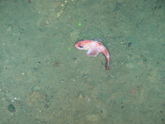 Sebastolobus alascanus