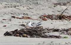 Sternula antillarum browni