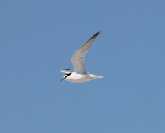 Sternula antillarum browni