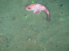 Sebastolobus alascanus