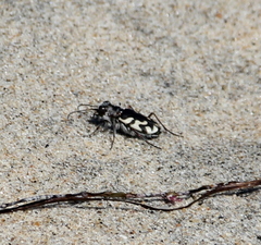 Cicindela latesignata