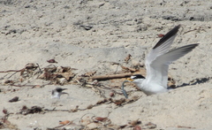 Sternula antillarum browni